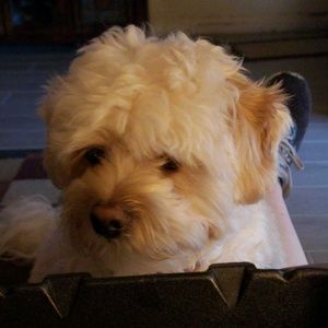 Meet your Posher, Susan